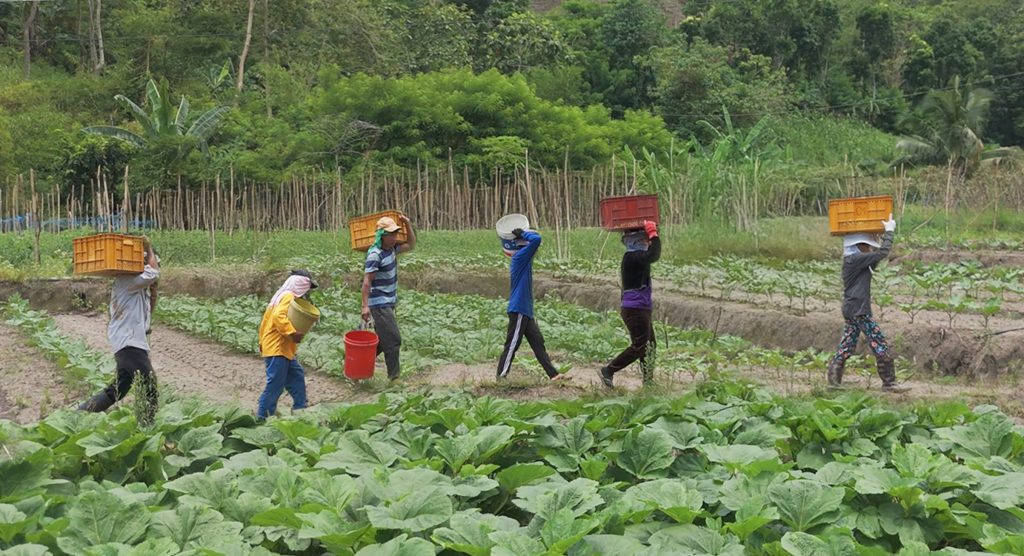 agro-logistics in the philippines